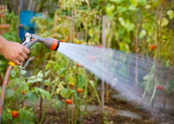 8 органических методов борьбы с вредителями, которые точно работают