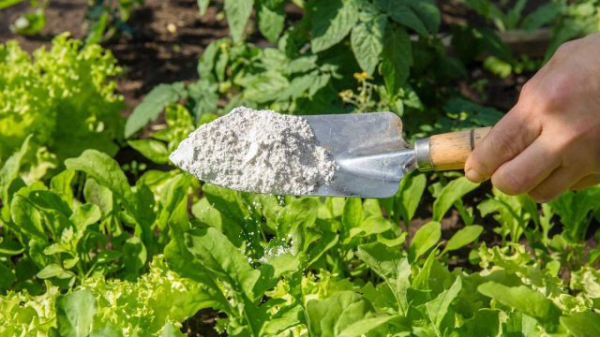 8 органических методов борьбы с вредителями, которые точно работают