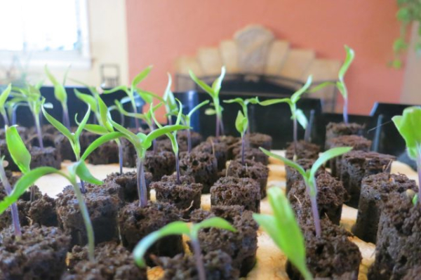 Как вырастить перец халапеньо в квартире — подробный гайд Как вырастить перец халапеньо в квартире — подробный гайд