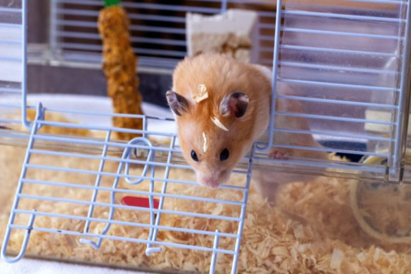 Почему я больше никогда не заведу хомяка?