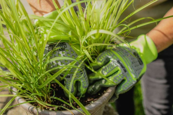 5 полезных трав для комнатного выращивания 5 полезных трав для комнатного выращивания