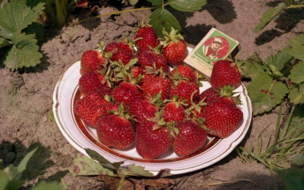 Земклуника — ягода, которая удивляет. Какие сорта вырастить? Земклуника — ягода, которая удивляет. Какие сорта вырастить?