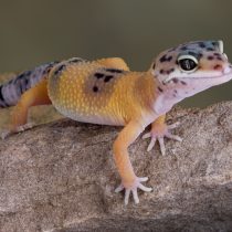 Карликовые осьминоги, сурикаты и ещё 10 трендовых домашних питомцев Карликовые осьминоги, сурикаты и ещё 10 трендовых домашних питомцев