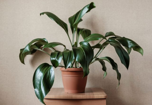 12 лучших растений для маленьких квартир