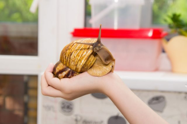 Карликовые осьминоги, сурикаты и ещё 10 трендовых домашних питомцев Карликовые осьминоги, сурикаты и ещё 10 трендовых домашних питомцев