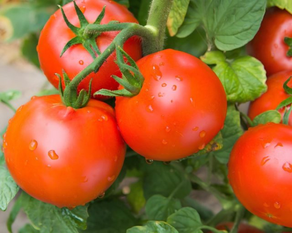 6 самых живучих и урожайных сортов томатов, которые я советую