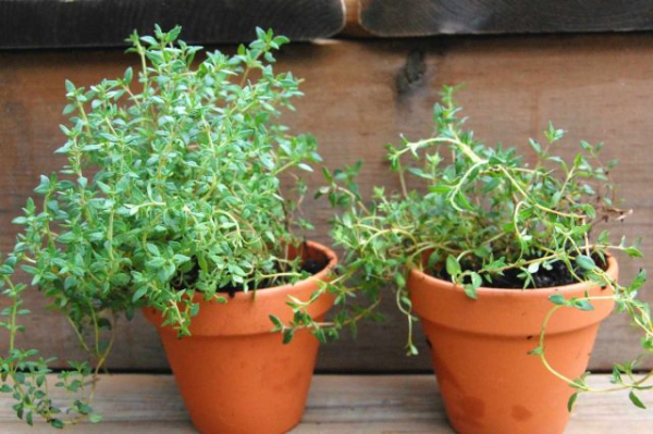 5 полезных трав для комнатного выращивания 5 полезных трав для комнатного выращивания