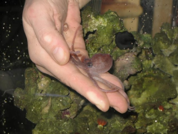 Карликовые осьминоги, сурикаты и ещё 10 трендовых домашних питомцев Карликовые осьминоги, сурикаты и ещё 10 трендовых домашних питомцев