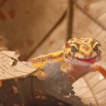 Карликовые осьминоги, сурикаты и ещё 10 трендовых домашних питомцев Карликовые осьминоги, сурикаты и ещё 10 трендовых домашних питомцев