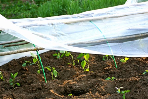Плёнка или укрывной материал — что на самом деле лучше? Плёнка или укрывной материал — что на самом деле лучше?