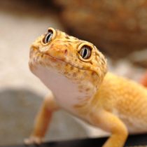 Карликовые осьминоги, сурикаты и ещё 10 трендовых домашних питомцев Карликовые осьминоги, сурикаты и ещё 10 трендовых домашних питомцев