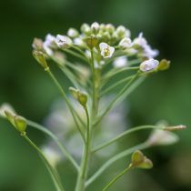 Как определить тип почвы на даче, не делая ни одного анализа