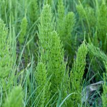 Как определить тип почвы на даче, не делая ни одного анализа