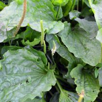 Как определить тип почвы на даче, не делая ни одного анализа