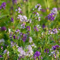 Как определить тип почвы на даче, не делая ни одного анализа