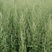 Как определить тип почвы на даче, не делая ни одного анализа