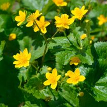 Как определить тип почвы на даче, не делая ни одного анализа