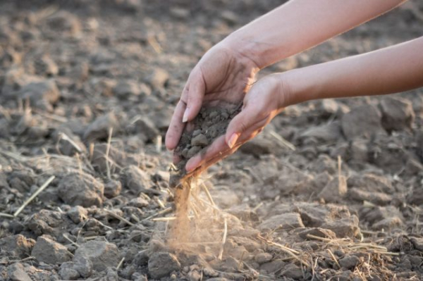 Как определить тип почвы на даче, не делая ни одного анализа