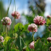 Как определить тип почвы на даче, не делая ни одного анализа
