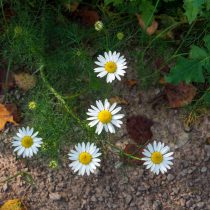 Как определить тип почвы на даче, не делая ни одного анализа