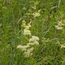 Как определить тип почвы на даче, не делая ни одного анализа