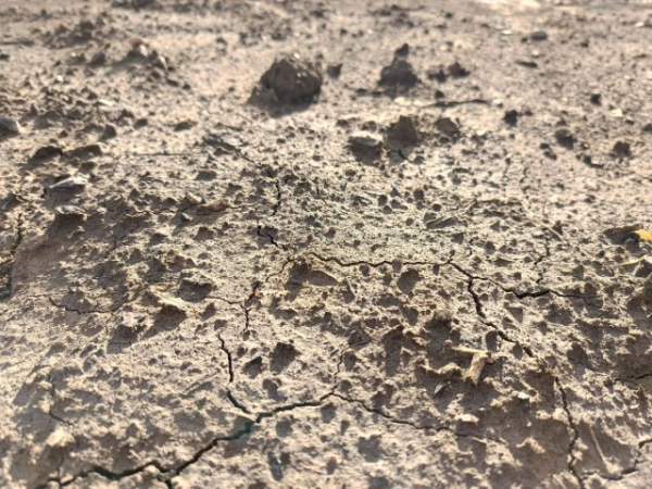 Как определить тип почвы на даче, не делая ни одного анализа