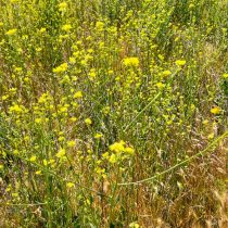 Как определить тип почвы на даче, не делая ни одного анализа