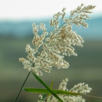 Как определить тип почвы на даче, не делая ни одного анализа