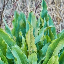 Как определить тип почвы на даче, не делая ни одного анализа